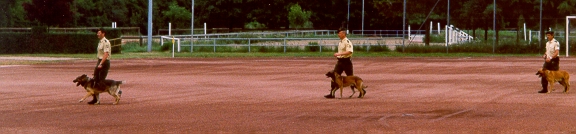 hund1.jpg